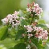 Abelia Mosanensis Sweet Emotion -Boutique Pafurme Abelia mosanensis Sweet Emotion 87089 1