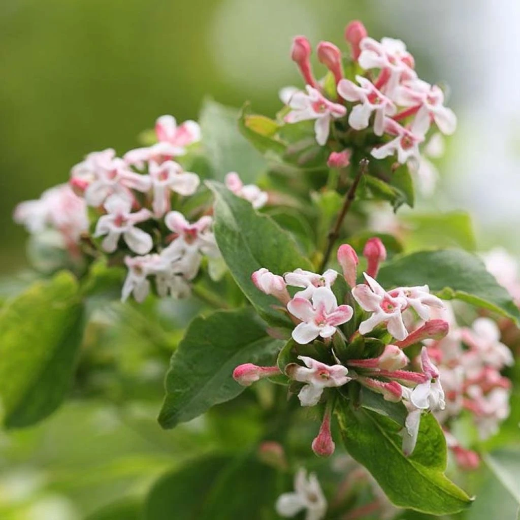 Abelia Mosanensis Sweet Emotion 3 Abelia Mosanensis Sweet Emotion