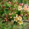 Abelia X Grandiflora Sunny Charm - Abélia à Grandes Fleurs. -Boutique Pafurme Abelia x grandiflora Sunny Charm MINDUO1 82321 1