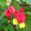 Abutilon Megapotamicum - Abutilon Du Grand Fleuve. 2 Abutilon Megapotamicum - Abutilon Du Grand Fleuve. -Boutique Pafurme Abulilon megapotamicum 83213 1