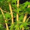 Érable Du Japon Bi Hoo - Acer Palmatum -Boutique Pafurme Acer palmatum Bi Hoo 89579 1