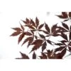Érable Du Japon Black Lace - Acer Palmatum -Boutique Pafurme Acer palmatum Black Lace 89580 1