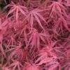Erable Du Japon - Acer Palmatum Red Pygmy -Boutique Pafurme Acer palmatum Red Pygmy 83922 1