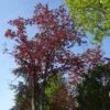 Acer Platanoides Royal Red - Érable Plane -Boutique Pafurme Acer pseudoplatanus Royal Red 87178 1