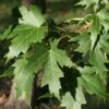 Acer Saccharinum Laciniatum Wieri - Érable Argenté