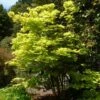 Érable Du Japon - Acer Shirasawanum Aureum -Boutique Pafurme Acer shirasawanum Aureum ld wlcutler 781553 1