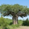 Adansonia Digitata - Baobab Africain -Boutique Pafurme Adansonia digitata 89876 1