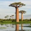 Adansonia Grandidieri - Baobab De Madagascar -Boutique Pafurme Adansonia grandidieri 89877 1