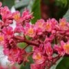 Aesculus Carnea Briotii - Marronnier à Fleurs Rouges -Boutique Pafurme Aesculus carnea Briotii 88707 1