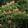 Aesculus Pavia Koehnei - Marronnier D'ornement -Boutique Pafurme Aesculus pavia Koehnei 83939 1