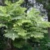 Aralia Elata Golden Umbrella - Angélique En Arbre -Boutique Pafurme Aralia elata Aureovariegata 81414 1