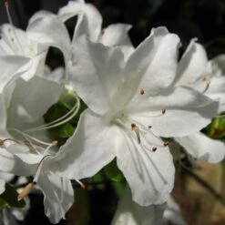Azalée Du Japon Palestrina - Rhododendron Hybride