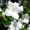 Azalée Japonaise Dorothy Heiden -Boutique Pafurme Azalea japonica Dorothy Heiden 1004082 1