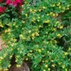 Berberis Hybrido-gagnepainii Chenaultii - Épine-vinette