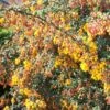 Berberis Stenophylla Corallina Compacta -Boutique Pafurme Berberis stenophylla Corallina Compacta 84617 1