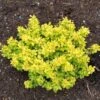 Berberis Thunbergii Bonanza Gold - Épine-vinette De Thunberg -Boutique Pafurme Berberis thunbergii Bonanza Gold 100395 1