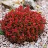 Berberis Thunbergii Lutin Rouge - Epine-vinette Naine -Boutique Pafurme Berberis thunbergii Lutin Rouge 100398 1