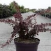 Berberis Thunbergii Toscana -Boutique Pafurme Berberis thunbergii Toscana 100401 1