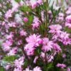 Boronia Pilosa Rose Blossom - Boronie Velue -Boutique Pafurme Boronia pilosa Rose Blossom Boronie velue IF 16228 1