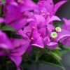 Bougainvillier Violet De Mèze 2 Bougainvillier Violet De Mèze -Boutique Pafurme Bougainvillea spectoglabra Violet de meze 83235 1
