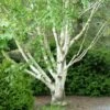 Bouleau Blanc De L'Himalaya - Betula Utilis Var. Jacquemontii 'Doorenbos' -Boutique Pafurme Bouleau blanc de lHimalaya 0533003 1