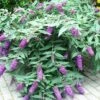 Buddleja BLOOMTASTIC® Dreaming Lavender - Arbre Aux Papillons Nain -Boutique Pafurme Buddleja Bloomtastic Dreaming Lavender 88783 1