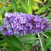 Buddleja Flutterby Peace - Arbre Aux Papillons -Boutique Pafurme Buddleja Flutterby Peace 100415 1