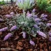 Buddleia Free Petite Lavender Flow - Arbre Aux Papillons -Boutique Pafurme Buddleja Free Petite Lavender Flow 100416 1