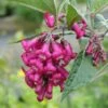 Buddleja Colvilei - Arbre Aux Papillons -Boutique Pafurme Buddleja colvilei 82653 2