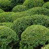 Buis - Buxus Microphylla Faulkner -Boutique Pafurme Buxus microphylla Faulkner 84797 1