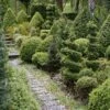 Buxus Sempervirens Arborescens - Buis Commun 2 Buxus Sempervirens Arborescens - Buis Commun -Boutique Pafurme Buxus sempervirens Arborescens 100393 1
