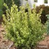 Buxus Sempervirens Golden Dream - Buis Commun -Boutique Pafurme Buxus sempervirens Golden Dream 100392 1