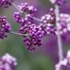Callicarpa Bodinieri Liebespaar - Arbuste Aux Bonbons 1 Callicarpa Bodinieri Liebespaar - Arbuste Aux Bonbons -Boutique Pafurme Callicarpa bodinieri Liebespaar Arbuste aux bonbons copyright 17887 1