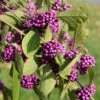 Callicarpa Bodinieri Magical Deep Purple 2 Callicarpa Bodinieri Magical Deep Purple -Boutique Pafurme Callicarpa bodinieri Magical Deep Purple copyright 18286 1