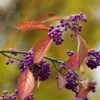 Callicarpa Bodinieri Magical Purple Giant -Boutique Pafurme Callicarpa bodinieri Magical Purple Giant copyright 18287 1