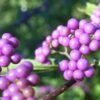 Callicarpa Japonica - Arbuste Aux Bonbons Du Japon 2 Callicarpa Japonica - Arbuste Aux Bonbons Du Japon -Boutique Pafurme Callicarpa japonica 87130 1