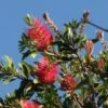 Callistemon Citrinus Splendens - Rince-bouteille -Boutique Pafurme Callistemon citrinus Splendens 83511 1