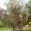 Callistemon Viminalis - Rince-bouteille 1 Callistemon Viminalis - Rince-bouteille -Boutique Pafurme Callistemon viminalis 83245 1