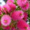 Callistemon Viminalis Bright Pink - Rince Bouteille Pleureur 1 Callistemon Viminalis Bright Pink - Rince Bouteille Pleureur -Boutique Pafurme Callistemon viminalis Bright Pink 87060 1