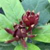 Calycanthus Michael Lindsay - Arbre Aux Anémones -Boutique Pafurme Calycanthus Michael Lindsay Arbre aux anemones IF copyright 18028 1