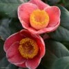 Camelia Sanpei Tsubaki - Camellia Japonica -Boutique Pafurme Camelia Sanpei Tsubaki 85282 1