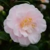 Camélia Virginia Robinson - Camellia Japonica