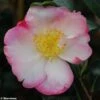 Camélia D'automne - Camellia Sasanqua Gay Border -Boutique Pafurme Camellia gay border 782023 1