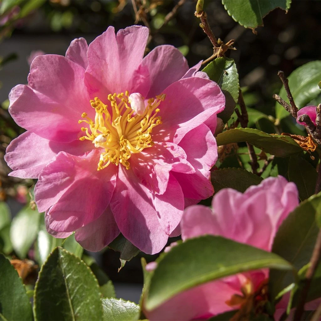 Camellia Sasanqua Belinda - Camélia D'automne 3 Camellia Sasanqua Belinda - Camélia D'automne