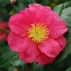 Camélia D'automne - Camellia Sasanqua Sekiyo -Boutique Pafurme Camellia sasanqua Sekiyo 85526 1
