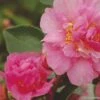 Camélia D Automne - Camellia Sasanqua Showa No Sakae -Boutique Pafurme Camellia sasanqua Showa no Sakae 7977 1