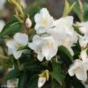 Camellia Transnokoensis - Camélia Botanique 1 Camellia Transnokoensis - Camélia Botanique -Boutique Pafurme Camellia transnokoensis 85286 1
