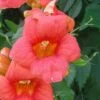 Campsis Radicans - Bignone De Virginie -Boutique Pafurme Campsis Radicans ld CarlELewis 681339 1