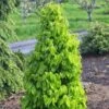 Carpinus Betulus Monumentalis - Charme Commun 1 Carpinus Betulus Monumentalis - Charme Commun -Boutique Pafurme Carpinus betulus Monumentalis Charme commun V 1004271 1