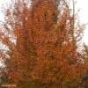 Carpinus Betulus Orange Retz - Charme Commun -Boutique Pafurme Carpinus betulus Orange Retz 82344 1